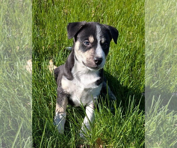 Medium Photo #4 Mutt Puppy For Sale in Des Moines, IA, USA