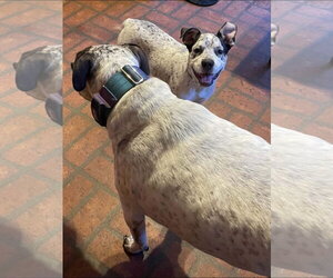 Clara belle - Female Mutt Dog for Adoption - Photo #4