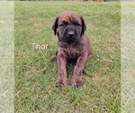 Small #4 Doberman Pinscher-Mastiff Mix