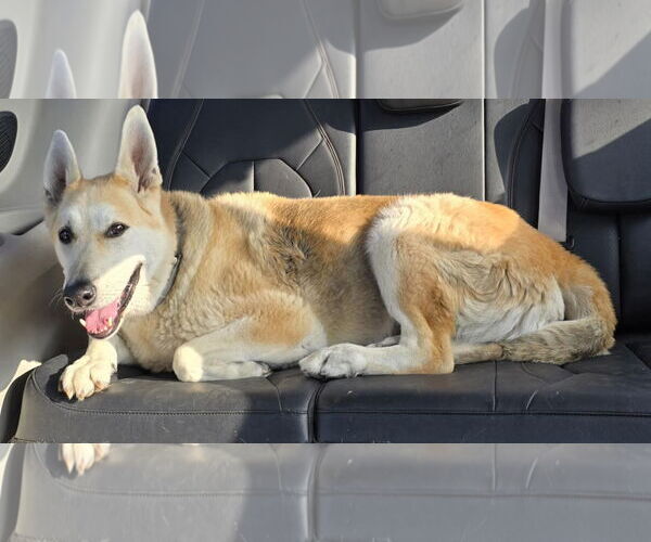 Medium Photo #4 Mutt Puppy For Sale in Germantown, OH, USA