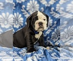 Small Photo #13 Olde English Bulldogge Puppy For Sale in OXFORD, PA, USA