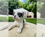 Small #4 French Bulldog