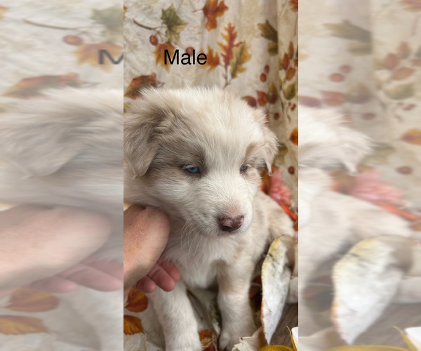 Medium Photo #4 Australian Shepherd Puppy For Sale in COTOPAXI, CO, USA