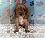 Small Photo #5 Cavalier King Charles Spaniel Puppy For Sale in MARTINSVILLE, IN, USA