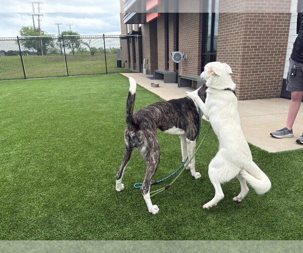 Medium Photo #4 Great Dane Puppy For Sale in Bullard, TX, USA
