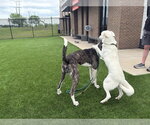 Small #3 Great Dane
