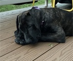 Small Photo #7 Presa Canario Puppy For Sale in MORGANTOWN, WV, USA