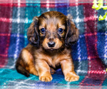 Small #10 Dachshund
