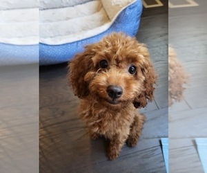 Poodle (Toy) Puppy for sale in CHANTILLY, VA, USA