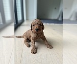 Puppy Ollie Goldendoodle (Miniature)