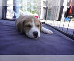 Small #2 American Staffordshire Terrier-Siberian Husky Mix