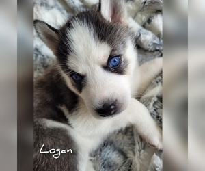 Siberian Husky Puppy for sale in NORRISTOWN, PA, USA