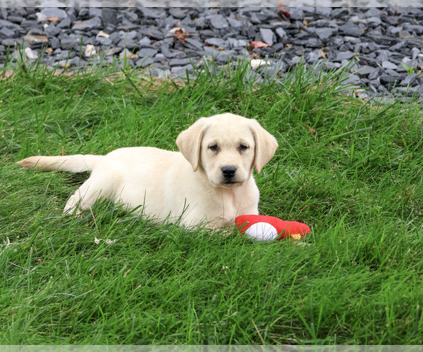Medium Photo #3 Labrador Retriever Puppy For Sale in SYRACUSE, IN, USA