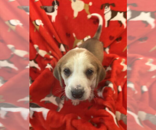 Medium Photo #5 Beagle-Unknown Mix Puppy For Sale in Holly Springs, NC, USA