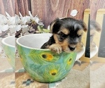 Small #2 Yorkshire Terrier