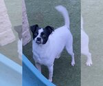 Small Photo #3 Jack-Rat Terrier Puppy For Sale in Newport Beach, CA, USA