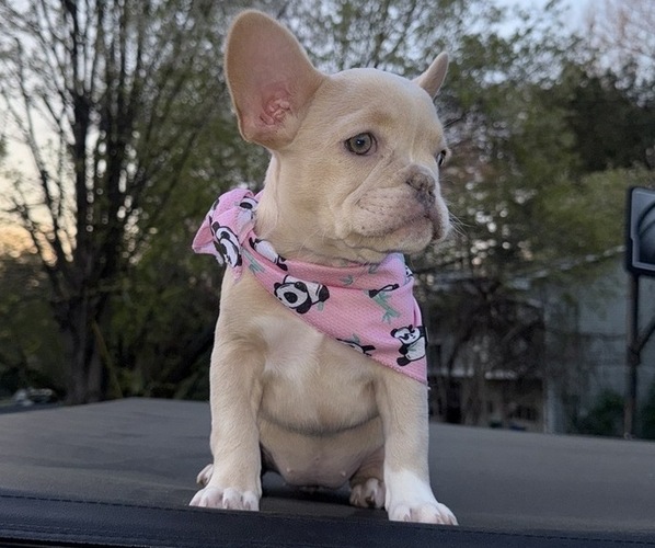 Medium Photo #1 French Bulldog Puppy For Sale in SUGAR HILL, GA, USA