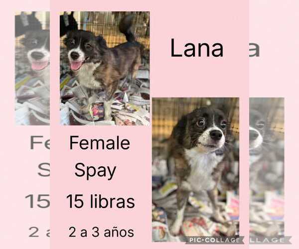 Medium Photo #2 Chihuahua-Unknown Mix Puppy For Sale in Virginia Beach, VA, USA