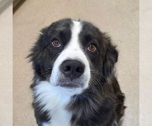 Collie-Unknown Mix Dogs for adoption in Silver Spring, MD, USA