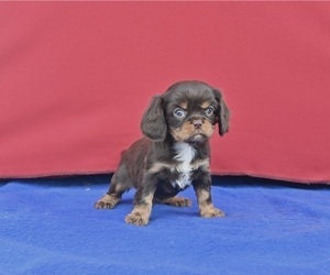 Cavalier King Charles Spaniel Puppy for sale in MILLERSBURG, OH, USA