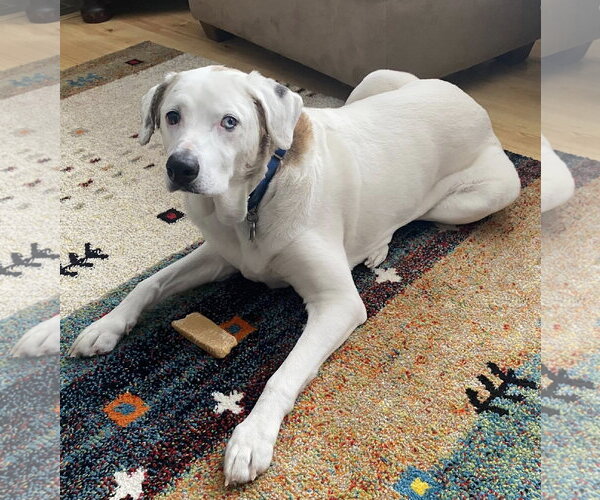 Medium Photo #2 Mutt Puppy For Sale in Stratham, NH, USA