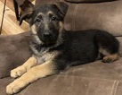 Small #3 German Shepherd Dog