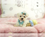 Small #23 Maltese