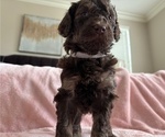 Small #1 Poodle (Standard)