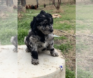 F2 Aussiedoodle Puppy for sale in REAGAN, TX, USA
