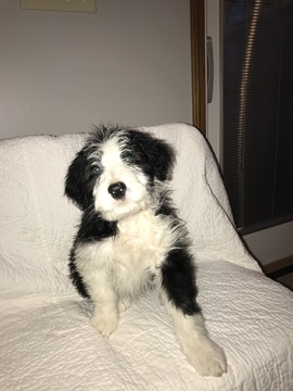 Medium Photo #12 Bordoodle Puppy For Sale in CRESTON, OH, USA