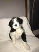 Small Photo #12 Bordoodle Puppy For Sale in CRESTON, OH, USA