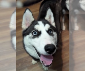 Winnie - Female Siberian Husky-Unknown Mix Dog for Adoption - Photo #6