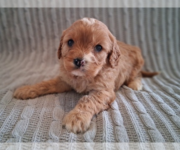 Medium Photo #5 Cavapoo (Miniature) Puppy For Sale in STANLEY, WI, USA