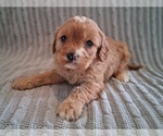 Small #4 Cavapoo (Miniature)