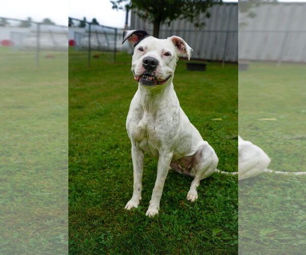 Medium Photo #2 Boxer-Unknown Mix Puppy For Sale in Martinsburg, WV, USA