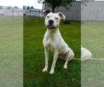 Small #1 Boxer Mix