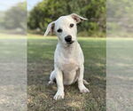 Small #4 Dachshund Mix