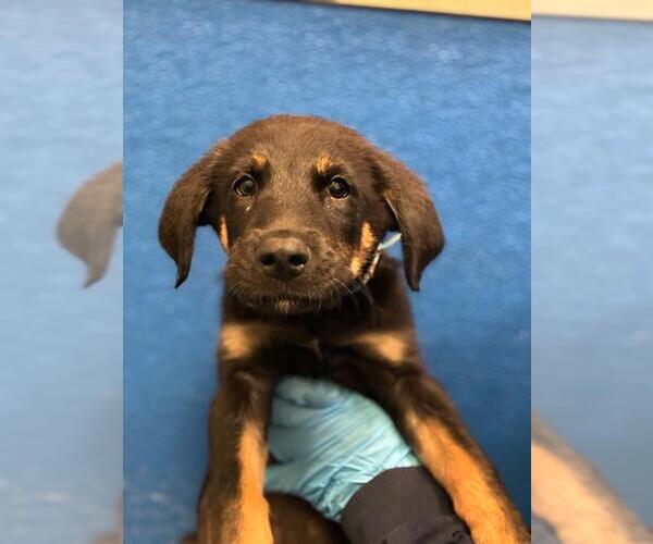 Medium Photo #1 German Shepherd Dog-Unknown Mix Puppy For Sale in Visalia, CA, USA