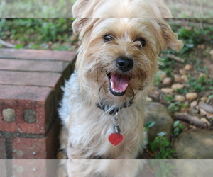 Father of the Yorkshire Terrier puppies born on 05/01/2026