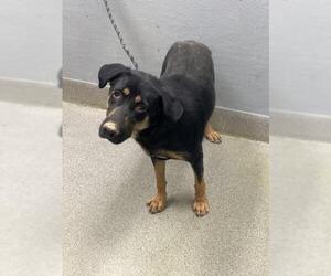 Rottweiler-Unknown Mix Dogs for adoption in Las Vegas, NV, USA