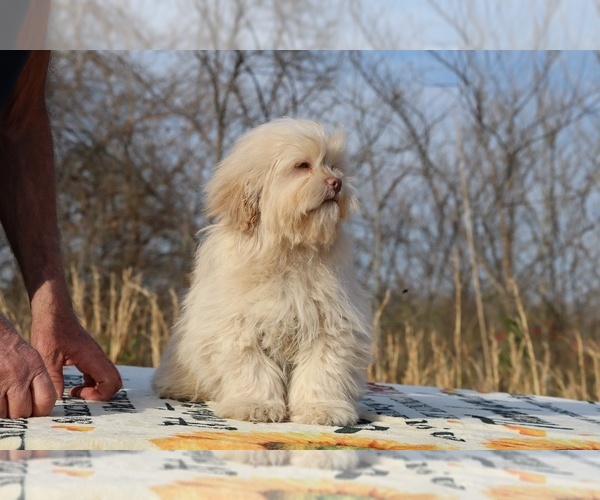 Medium Photo #32 ShihPoo Puppy For Sale in DYERSBURG, TN, USA