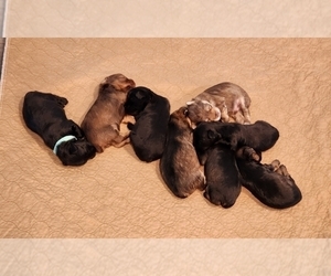 YorkiePoo Puppy for sale in BLUE MOUND, TX, USA