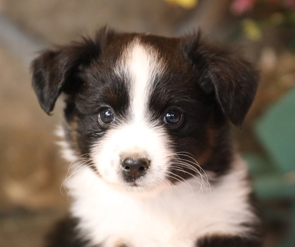 Medium Photo #1 Miniature Australian Shepherd Puppy For Sale in WESTFIELD, MA, USA
