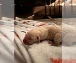 Small #4 Labrador Retriever