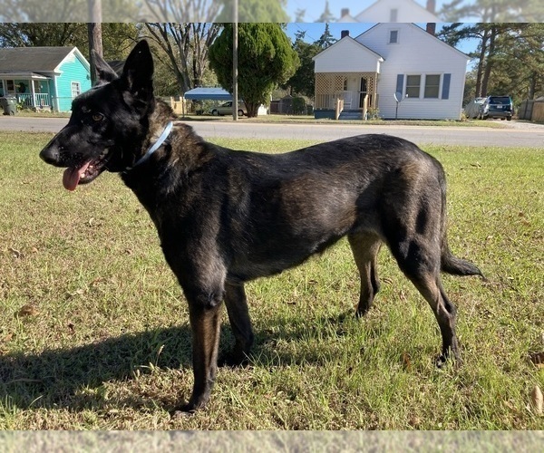 Medium Photo #1 Belgian Malinois Puppy For Sale in GREENVILLE, NC, USA