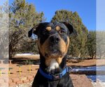 Small Photo #11 Rottweiler-Unknown Mix Puppy For Sale in Kanab, UT, USA