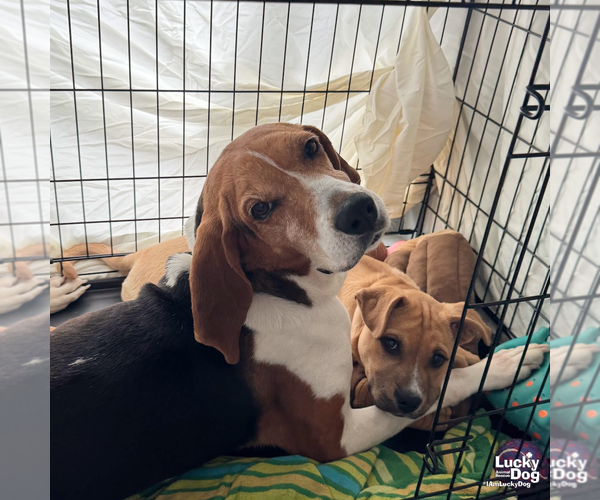 Medium Photo #11 Treeing Walker Coonhound-Unknown Mix Puppy For Sale in Washington, DC, USA