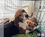 Small Photo #11 Treeing Walker Coonhound-Unknown Mix Puppy For Sale in Washington, DC, USA