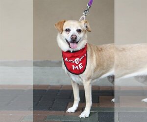Beagle-Unknown Mix Dogs for adoption in Mission Viejo, CA, USA