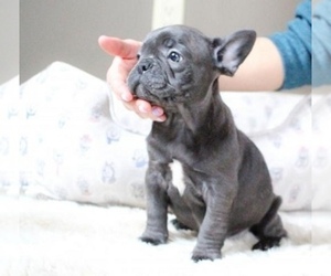 American French Bull Terrier Puppy for sale in CHARLOTTESVILLE, VA, USA